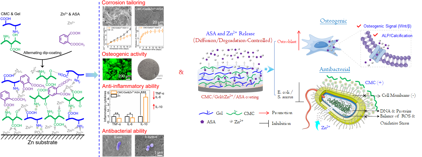 研究速递 -(Prof. Guojiang Wan) Biomaterials Advances -j.bioadv.2023.213536.png