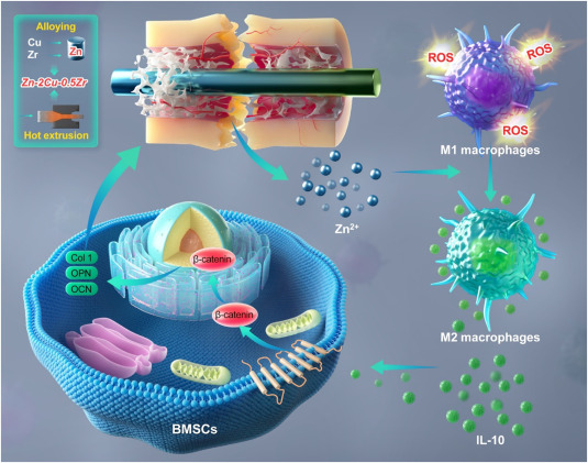 研究速递 -(Prof. Guojiang Wan) Bioactive Materials 38(2024)3422-437.jpg