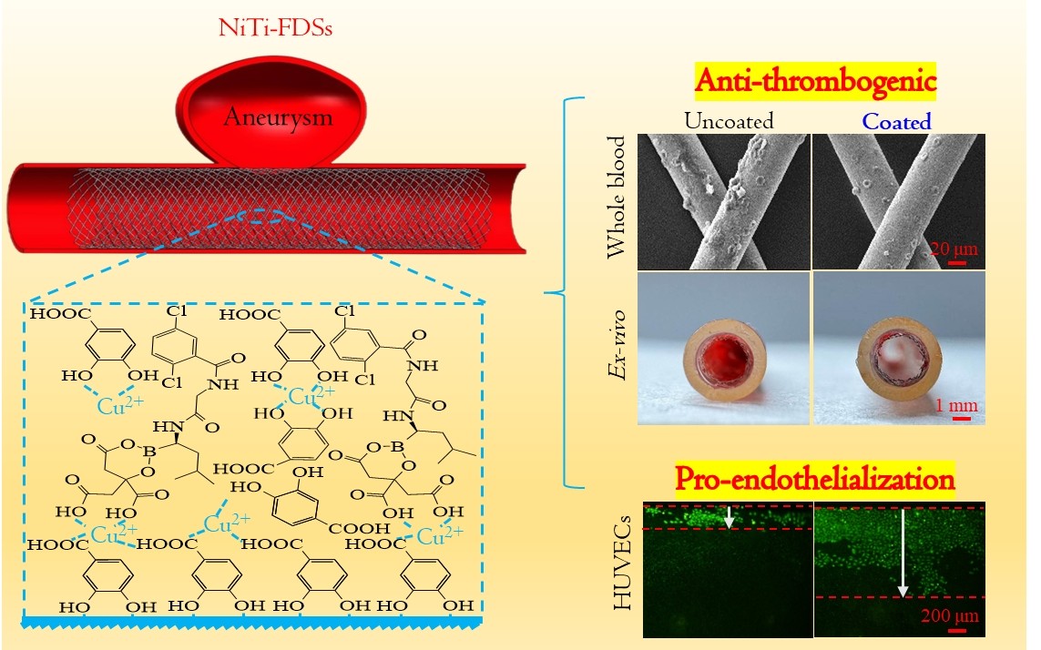 Zhaozhao Zhang et al and Guojiang Wan Colloids and Surfaces B -Biointerfaces 249(2025)114509.jpg