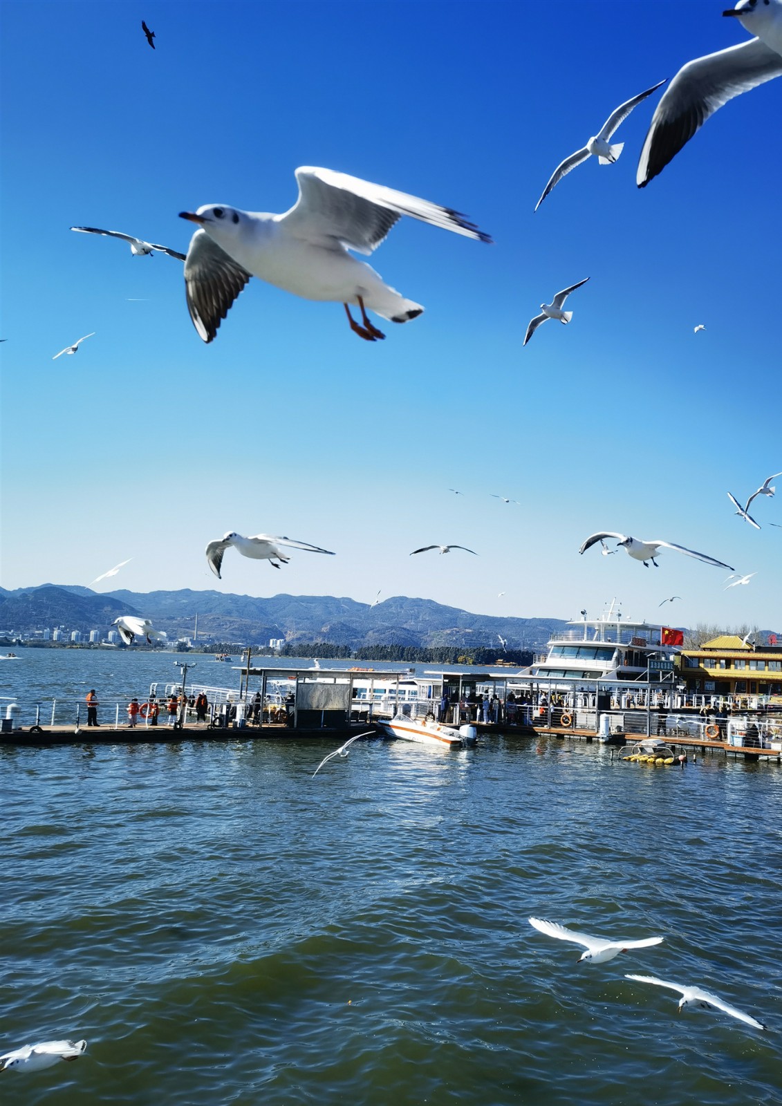 3-3 滇池海埂大坝的红嘴鸥.jpg